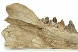 Fossil Primitive Whale (Pappocetus) Jaw - Morocco #227169-9